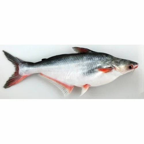 Fish Pangash 2 LBS
