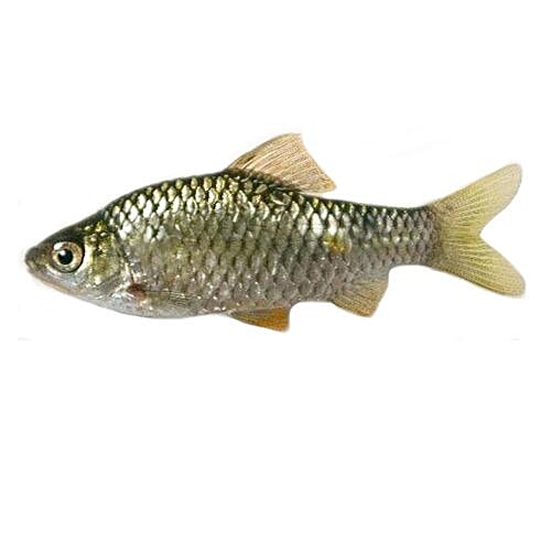 Fish Shortputi 1.5kg 3 LBS