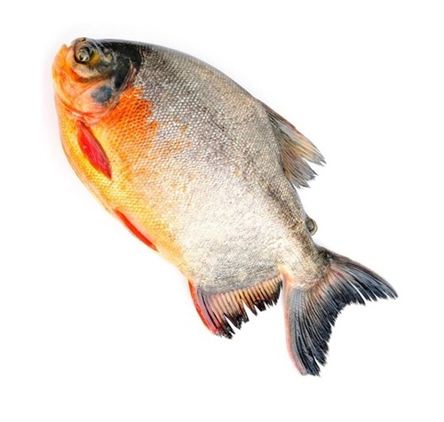 Fish Rupchanda 300 400 Size 1 LBS