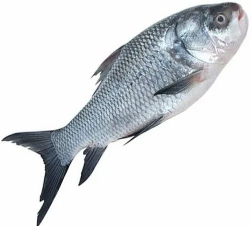 Fish Katla 8 10kg 2 LBS