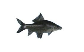 Fish Kalibush 1.5kg 3 LBS