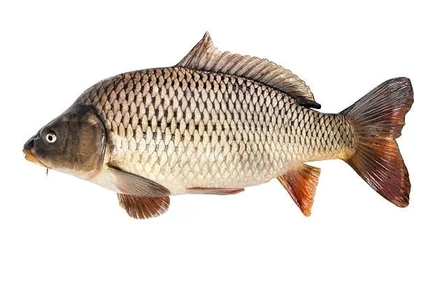 Fish Carfu 1.5kg 4 LBS