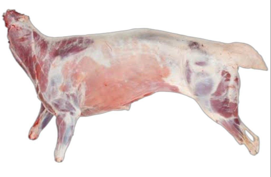 Whole Baby Goat 2 LBS