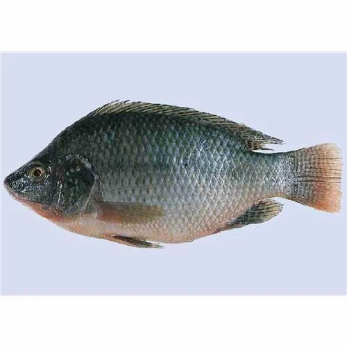 Tilapia Whole 4 LBS