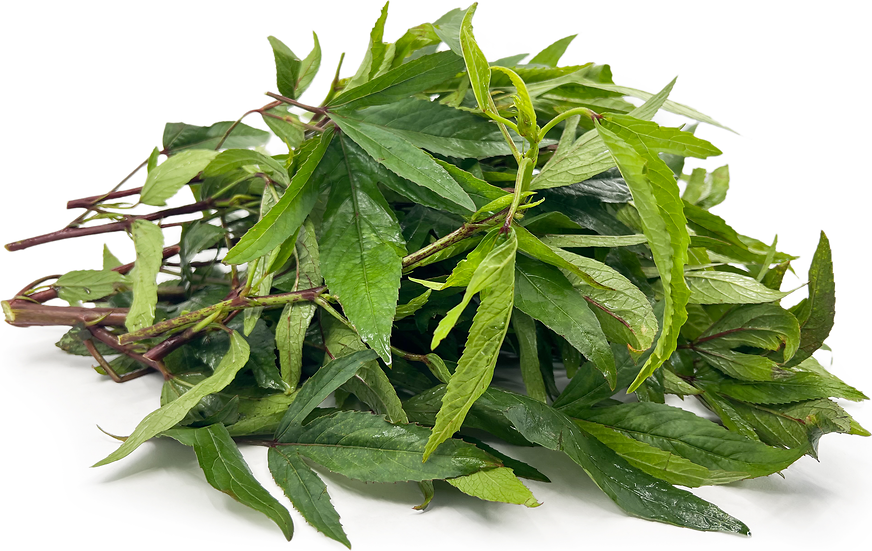 Gongura Leaves 1 LBS
