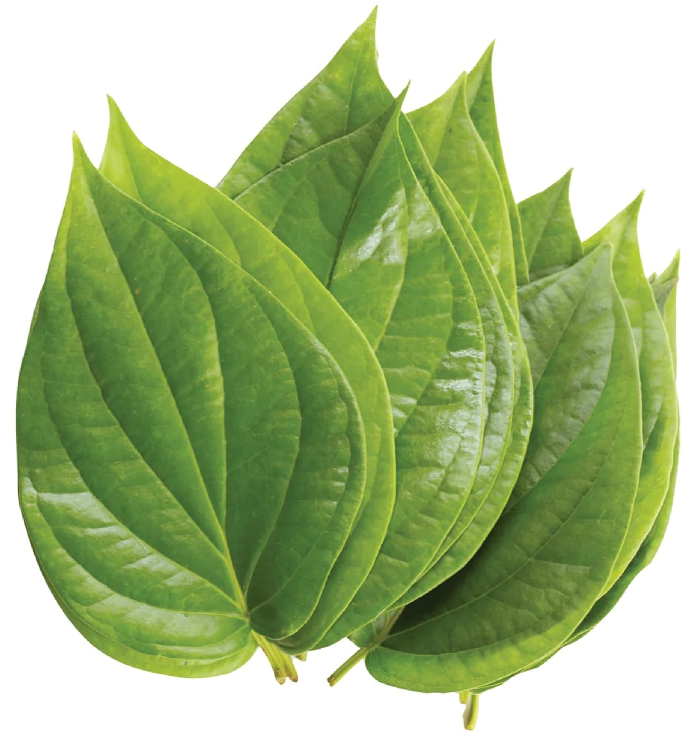 Pan Leaves 1 Bunch