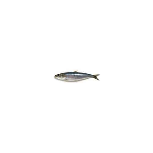 SARDINES 1 PACK