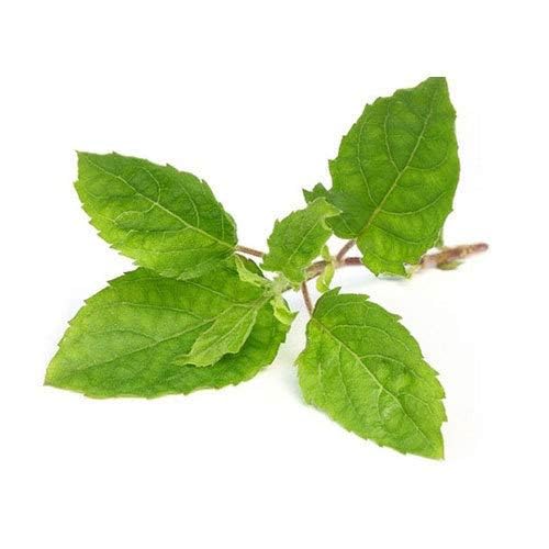 Vedic Tulsi Leaves 50 GM