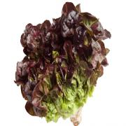 RED LEAF LETTUCE 1 LBS