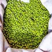 SALMA SMALL GREEN LENTILS 32 OZ