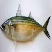Indian Mackerel 1 LBS