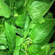 ZDAN CHOPPED MOULOKHIA 14.1 OZ