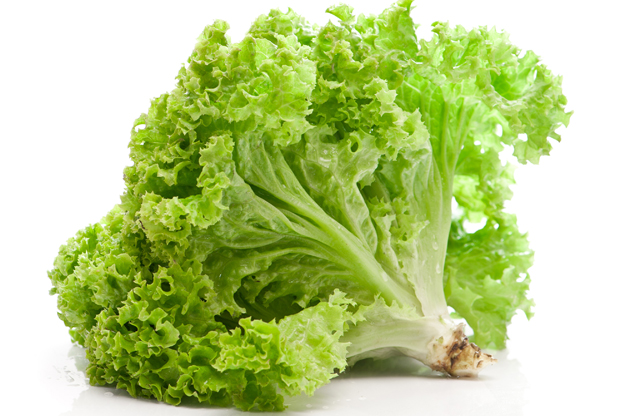 GREEN LEAF LETTUCE 1 LBS