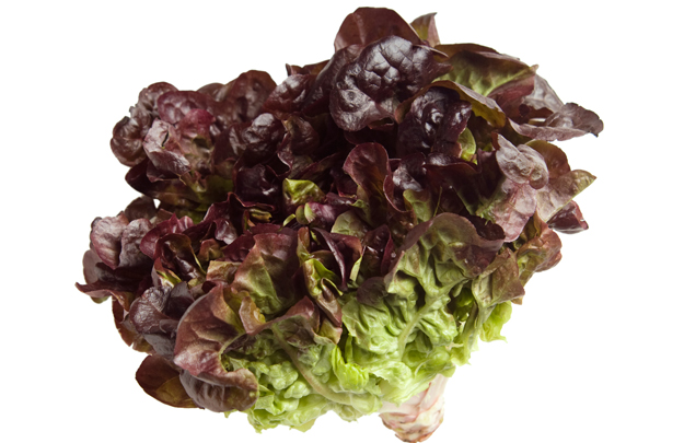 RED LEAF LETTUCE 1 LBS