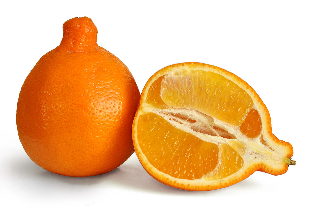 MINNEOLA 1 LBS