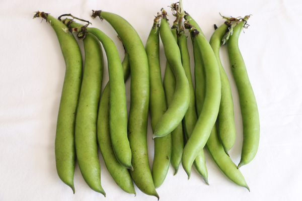 POLE BEANS 1 LBS