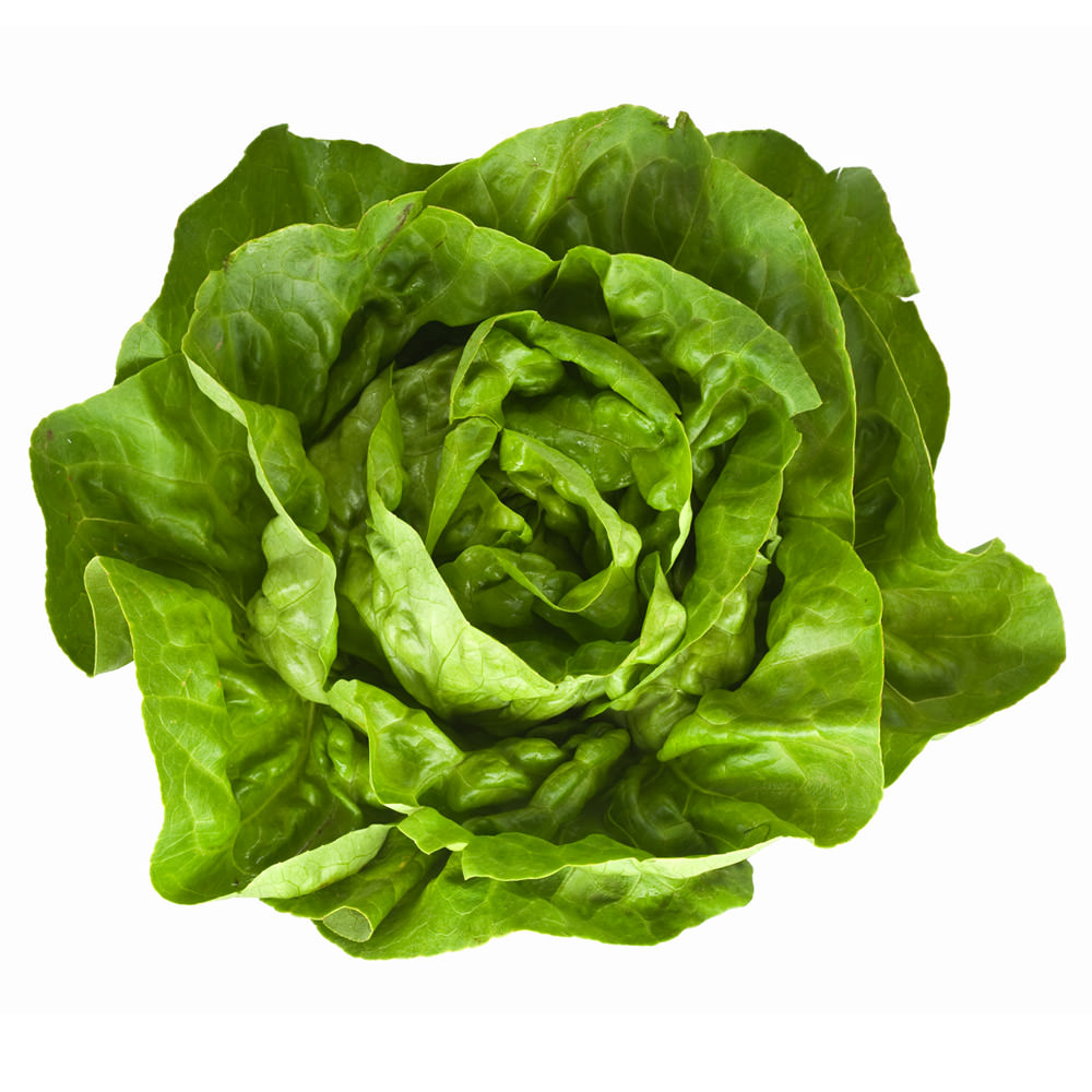 BOSTON LETTUCE 1 LBS
