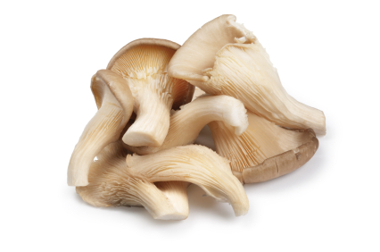 OYSTER MUSHROOM 1 LBS