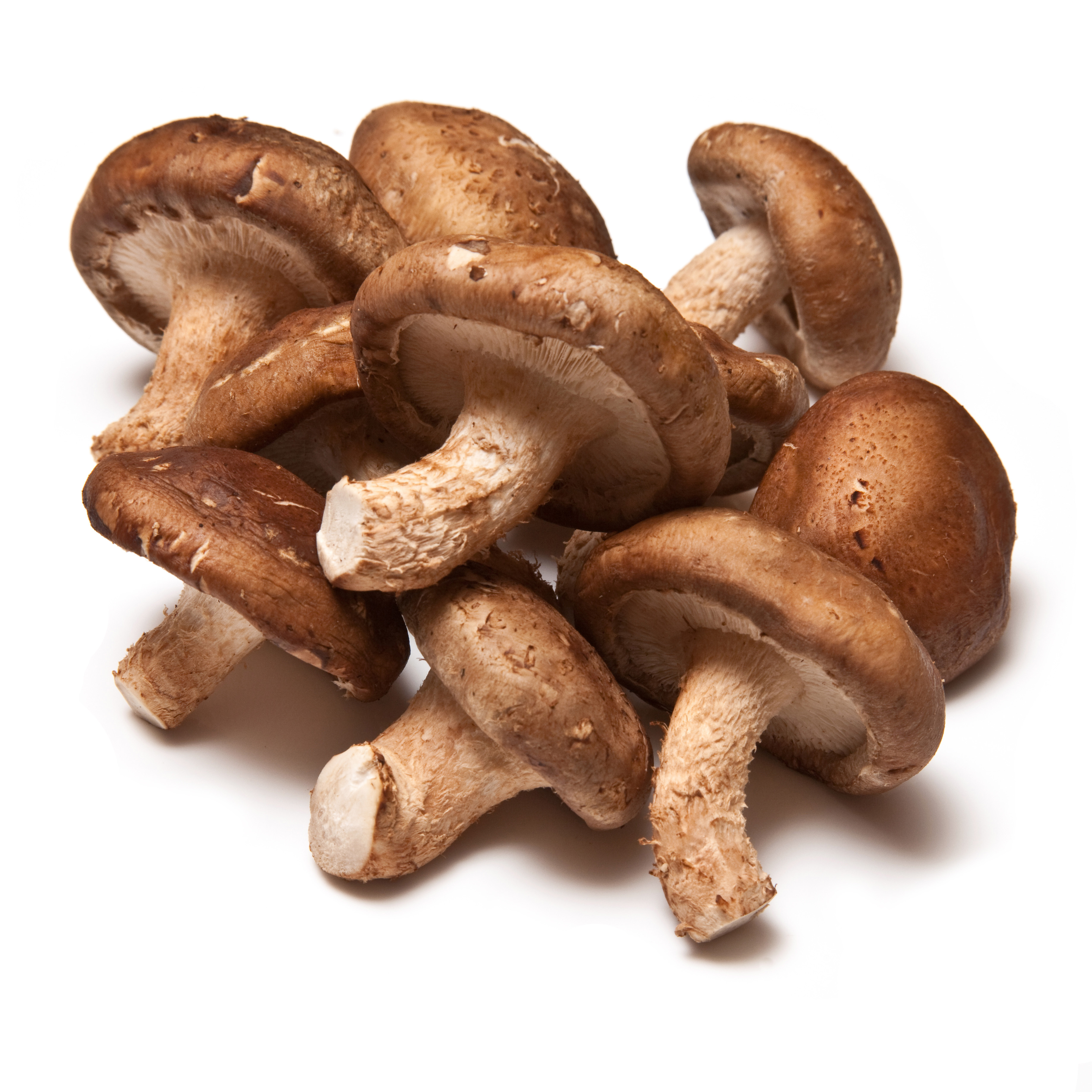 SHIITAKE 1 LBS
