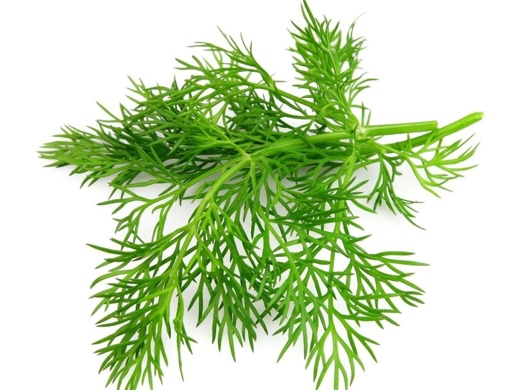 DILL 1 LBS