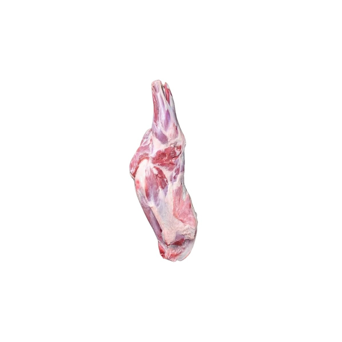 Gangura 1 LBS