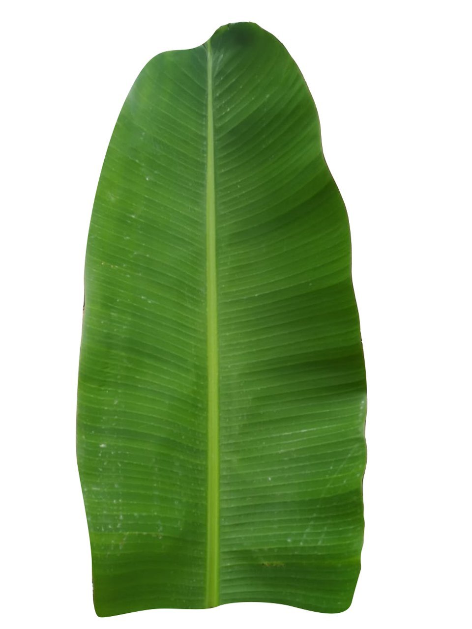 BANANA LEAVES