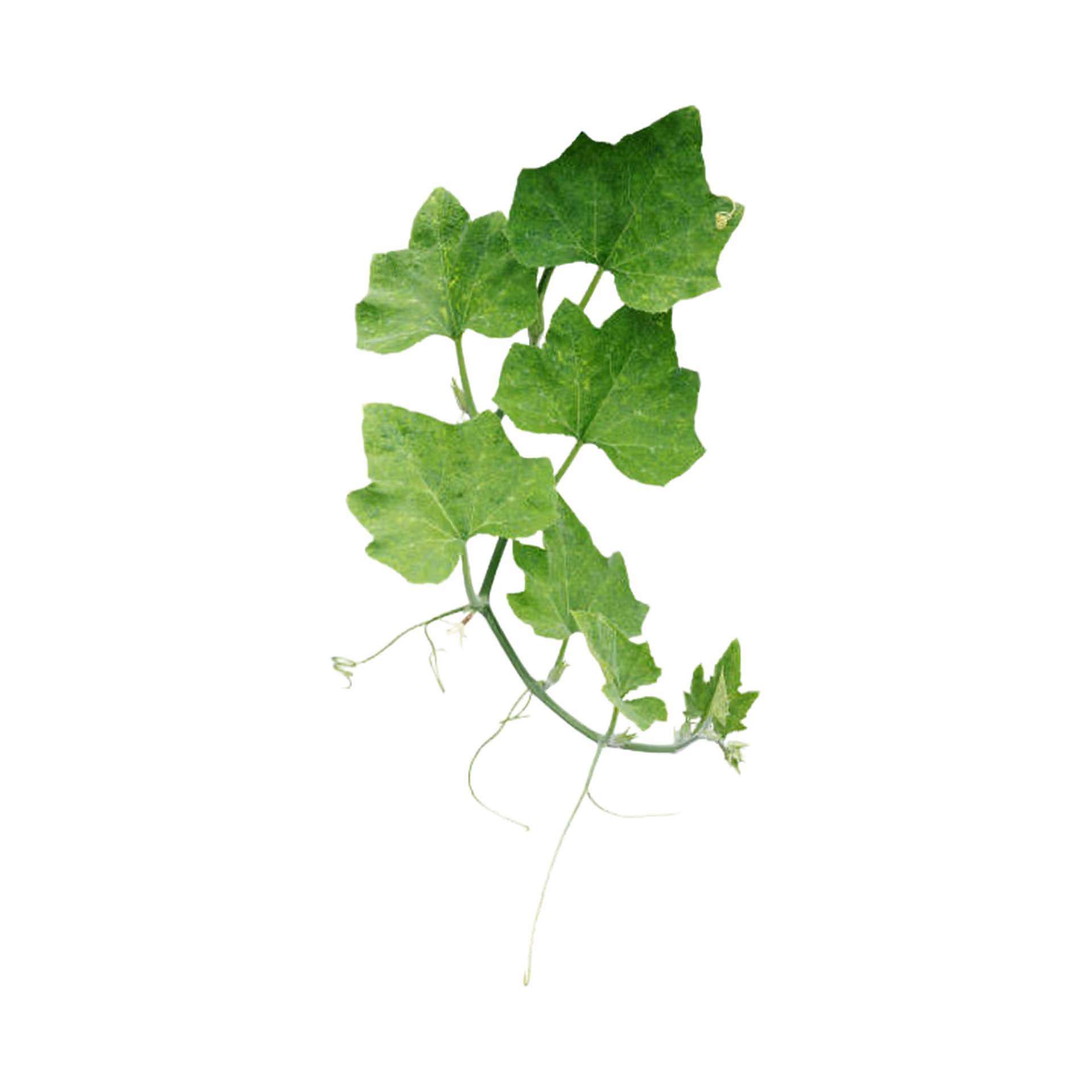 PUMPKIN LEAVES