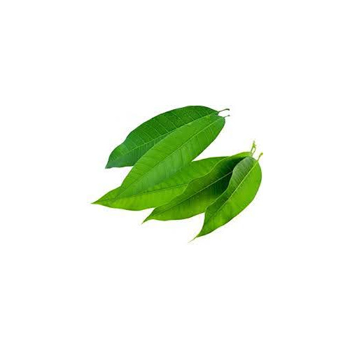 MANGO LEAVES IB(EA)