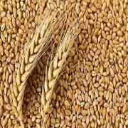 WHOLE WHEAT IB