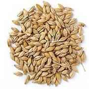 JAV FOR PUJA GRAIN MARKET