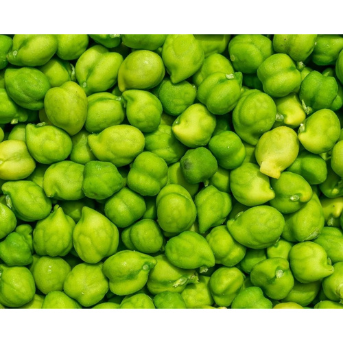 GREEN GARBANZO