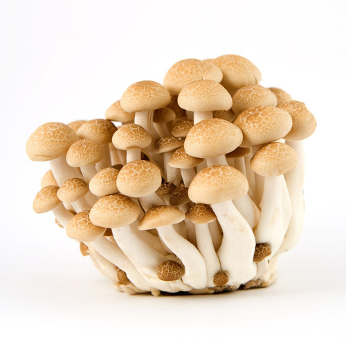 SHIMEJI MUSHROOM WHITE/ BROWN