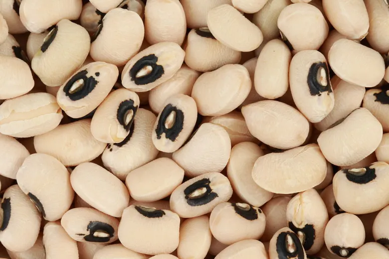BLACK EYE PEAS INDIA BAZAAR