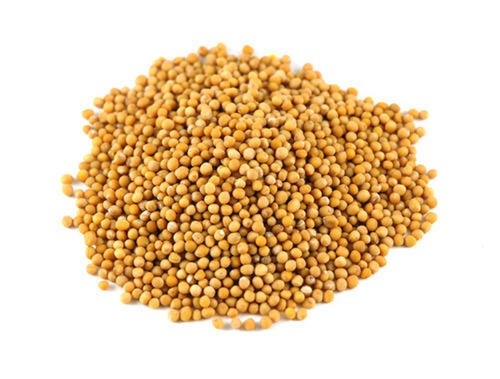 YELLOW MUSTARD SEEDS GRAIN MARKET