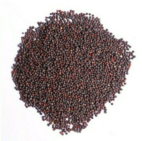 MUSTARD SEED BIG INDIA BAZAAR