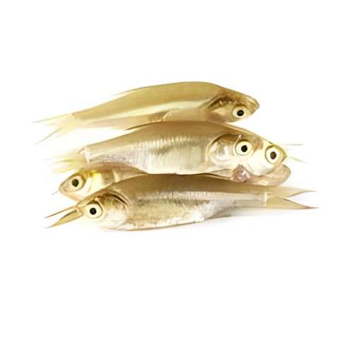 Mola 1 LBS