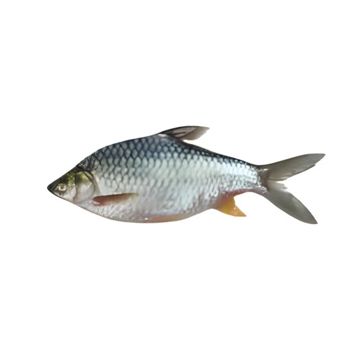 SAF SHOR PUTI BLOCK 500 GM
