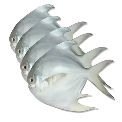 SILVER POMFRET 1 KG
