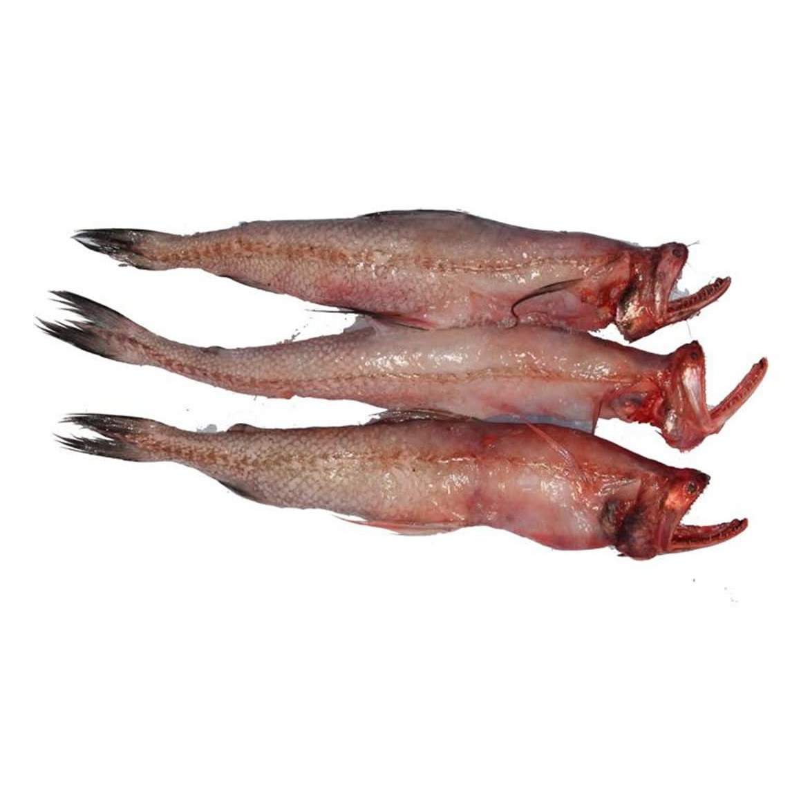 LOTIA FISH 500 GM