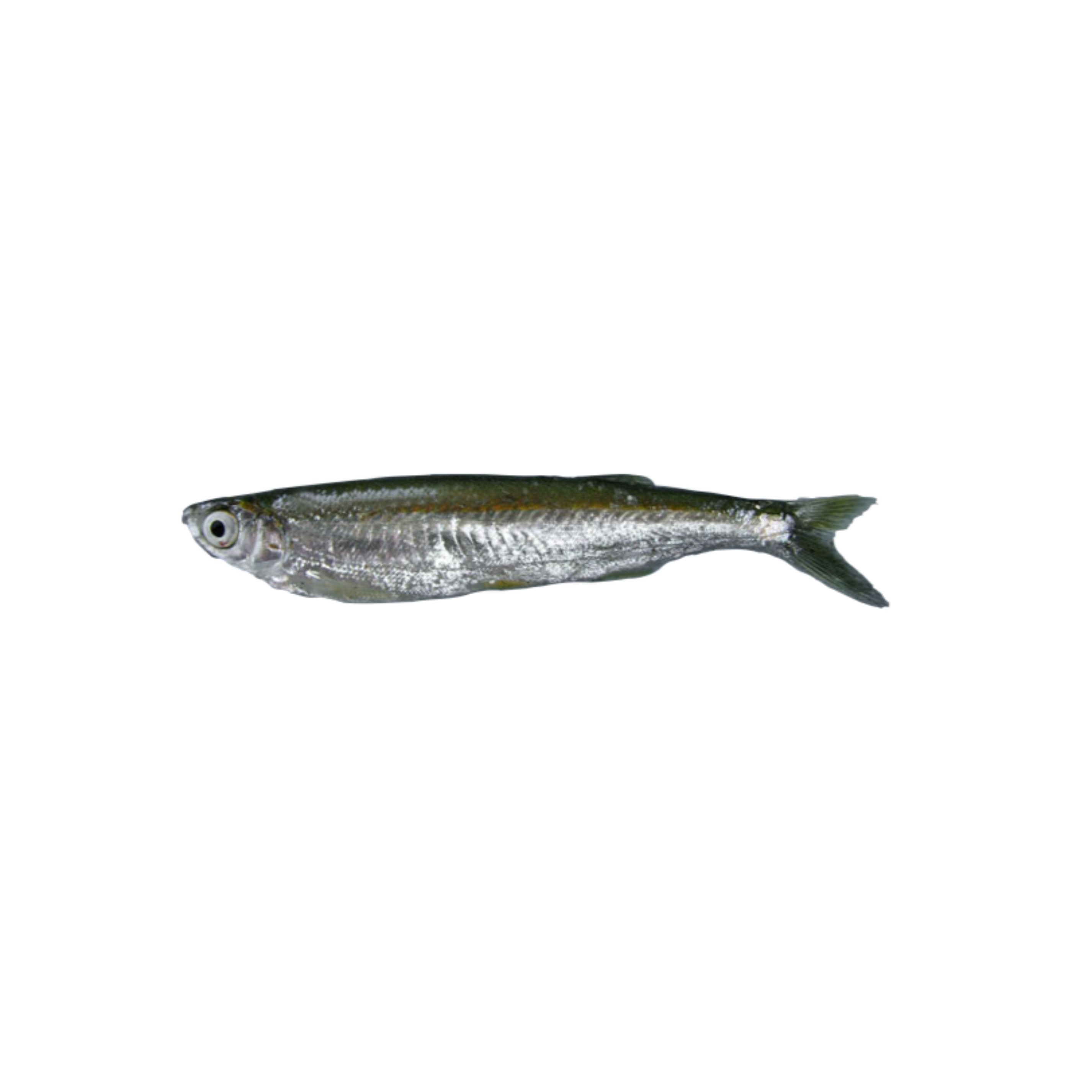 TIGER CHELAPATA FRESH WATER FISH 500 GM