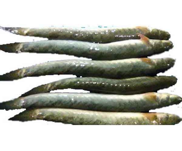 Chiring( 500 GM