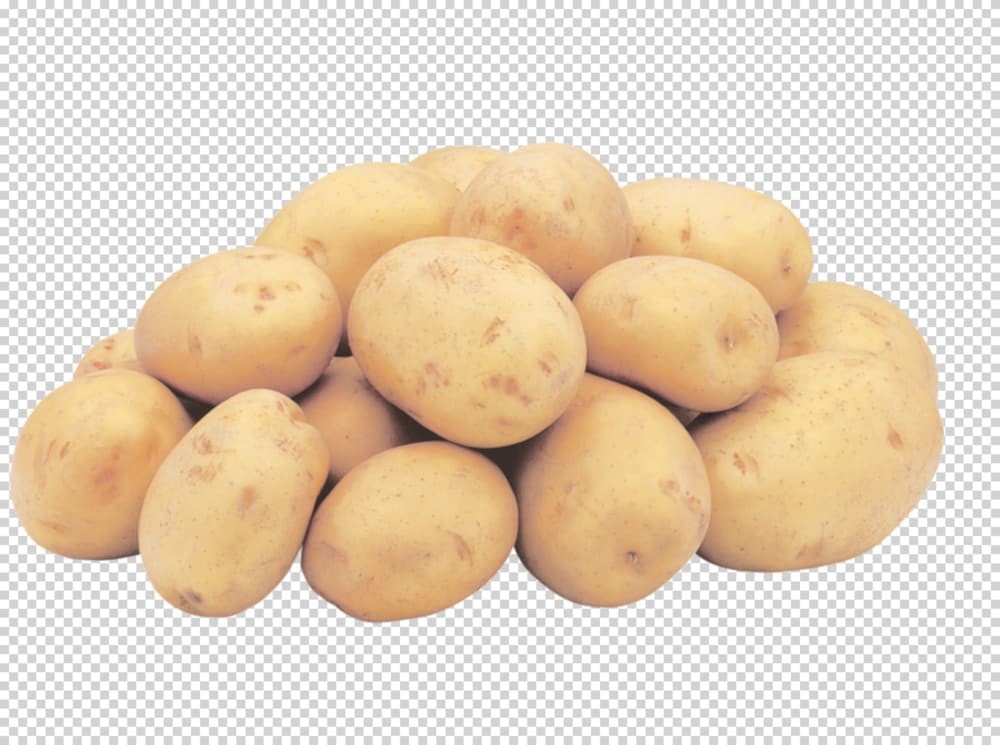 YUKON GOLD 1 LBS
