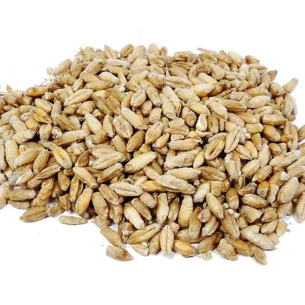 KALUSTYANS ORGANIC TRITICALE 1 Lbs