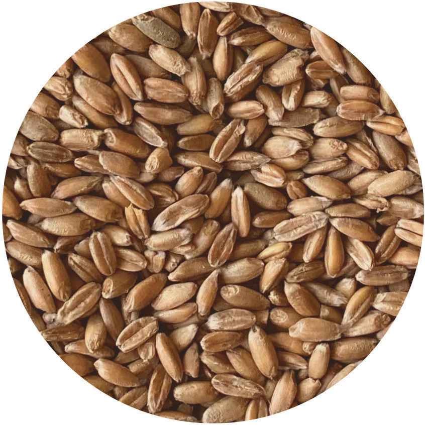 KALUSTYANS DURUM WHEAT BERRIES PASTA WHEAT 2 Lbs