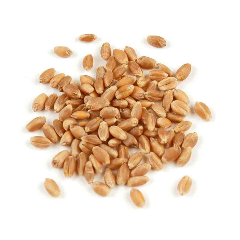 KALUSTYANS HARD RED WHEAT BERRIES 1 Lbs
