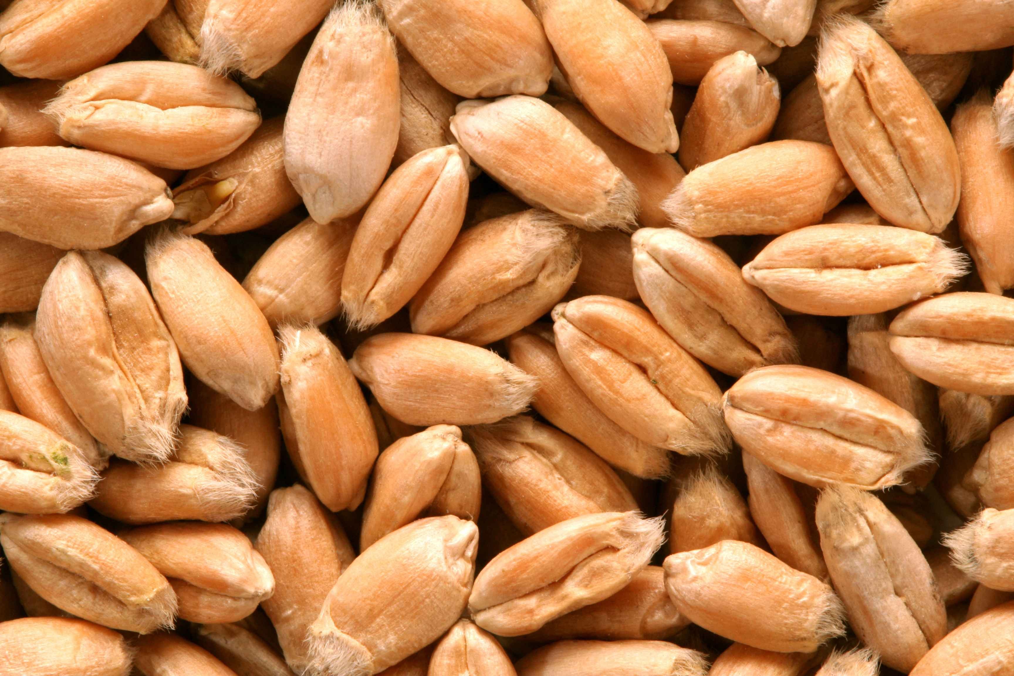 KALUSTYANS HARD RED WHEAT BERRIES 2 Lbs
