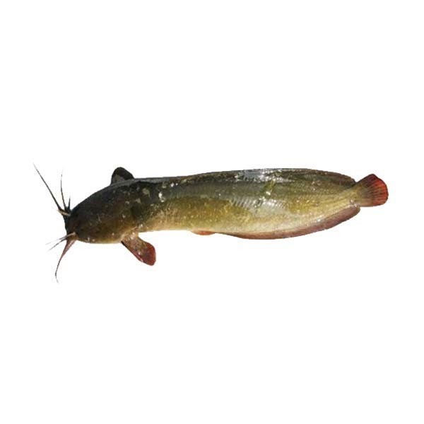 MAGUR FISH 1 LBS