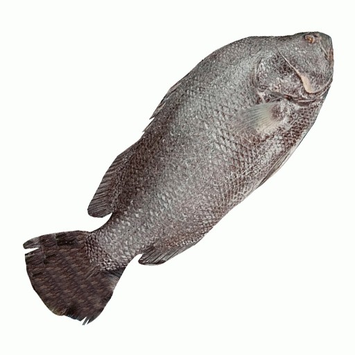 KORAL FISH 1 LBS