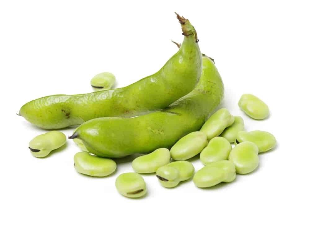 Fava/Cranberry Beans 1 LBS