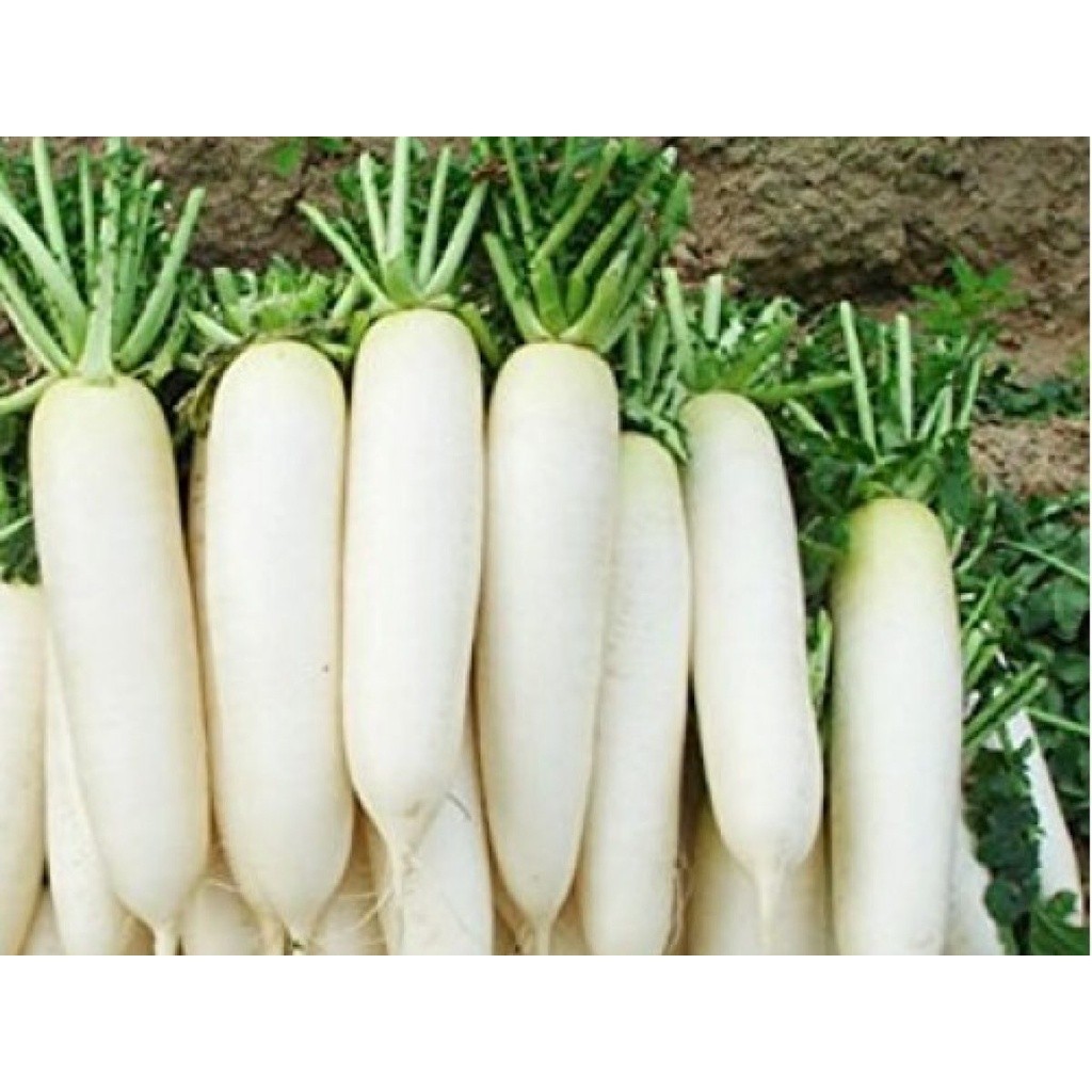 Muli No Lvs Daikon/Radish 1 Lbs